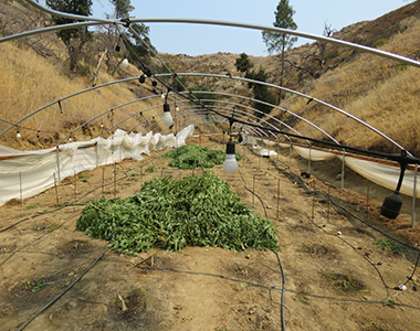 Cannabis plants cut down lying on the ground in a hoop house with the tarp off.